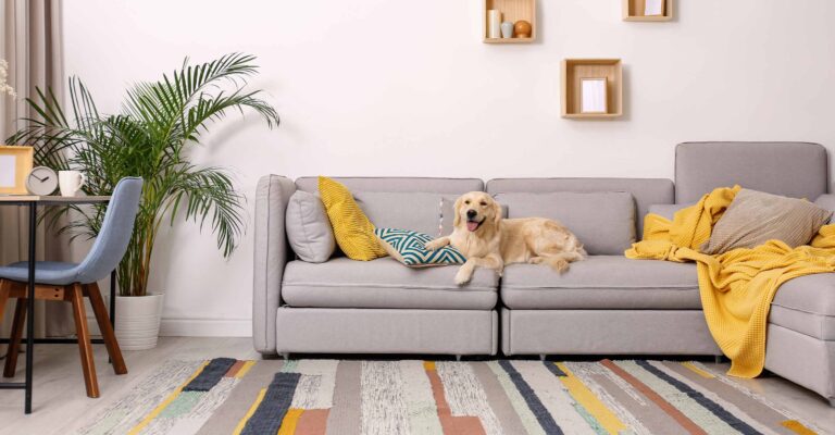 The 4 Best Air Purifier For Pets